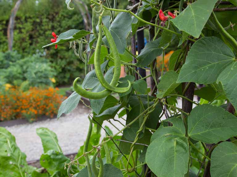 Runner beans growing in a vegetable patch