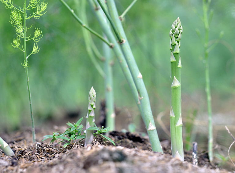 Asparagus growing in soil