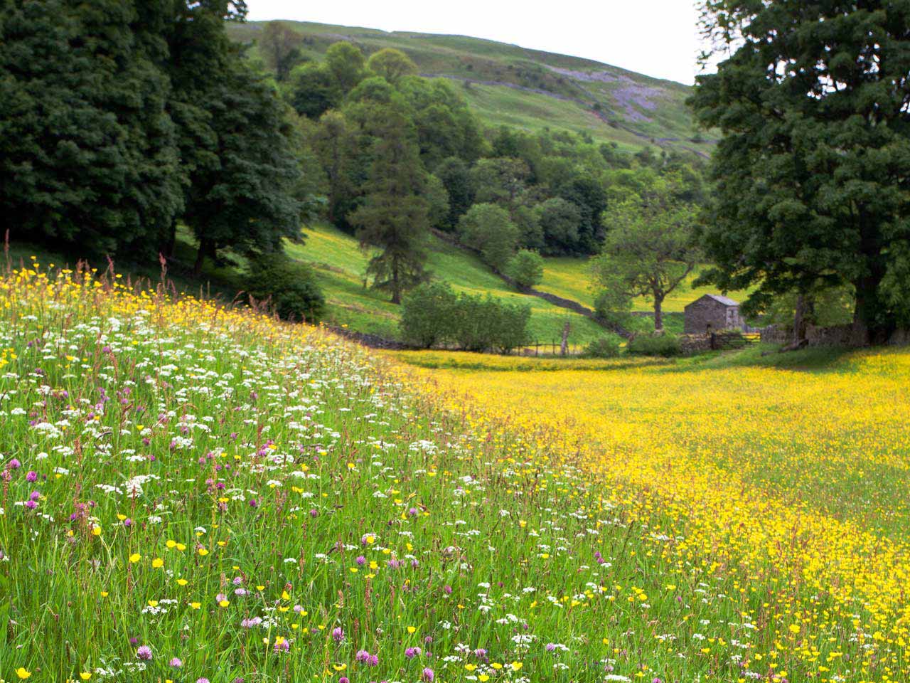 Wildflowers in Muker, Yorkshire