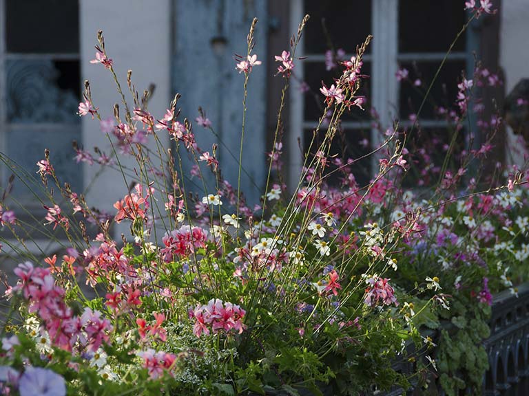  Gaura lindheimeri flower border in front of cottage