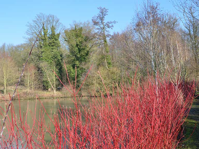 Red Cornus Alba 'Dogwood' winter plant