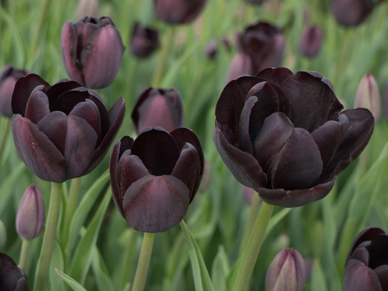 Black 'Dark Night' tulips