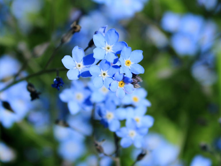 Pictures Of Blue Flowers 42