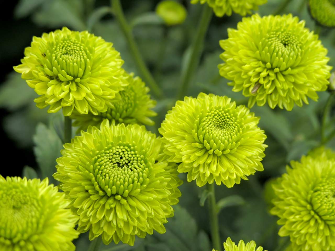 Green flowers, such as these chrysanthemums, can be strikingly 