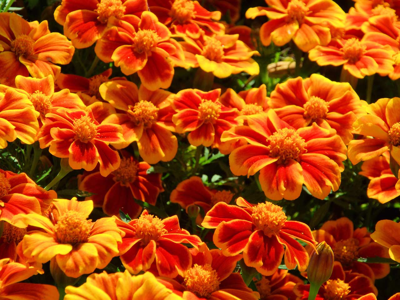 African marigolds, or tagetes