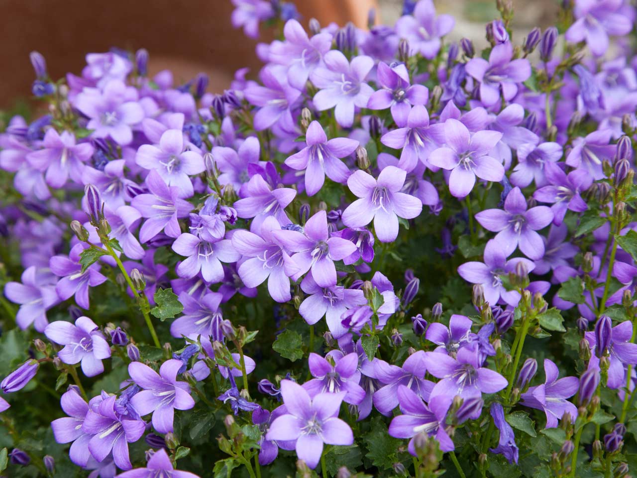 Purple flowers for your garden - Saga