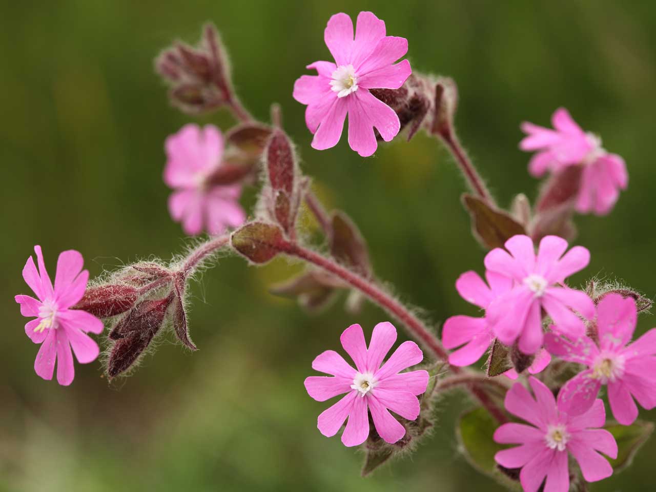 Red campion