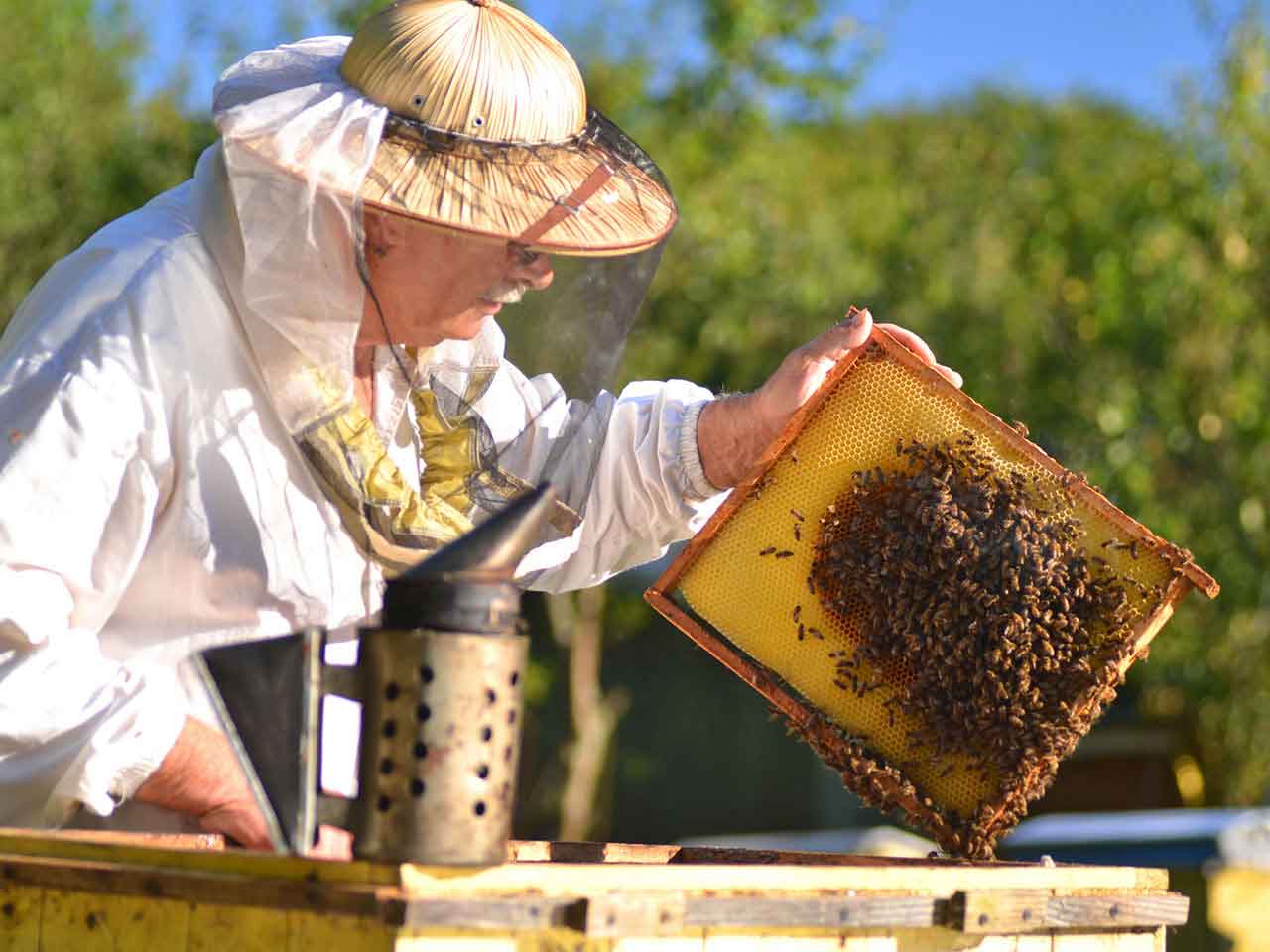 Senior man beekeeping