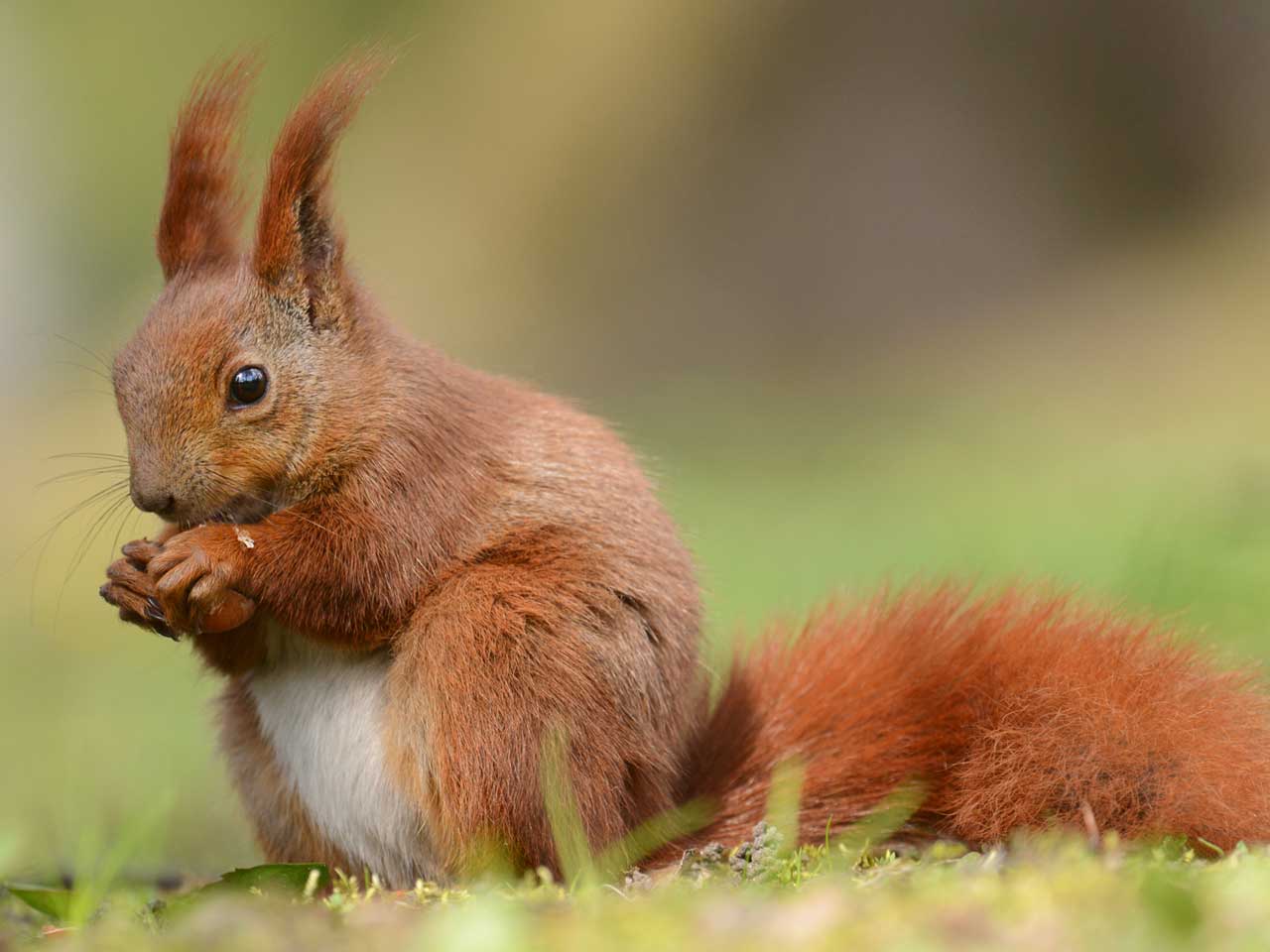 Red squirrel