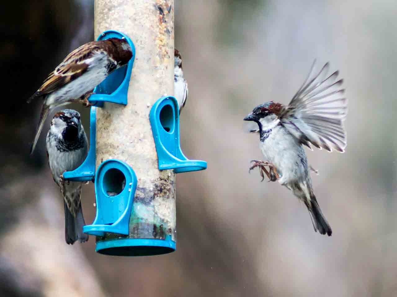 House sparrows feed on a garden feeding station