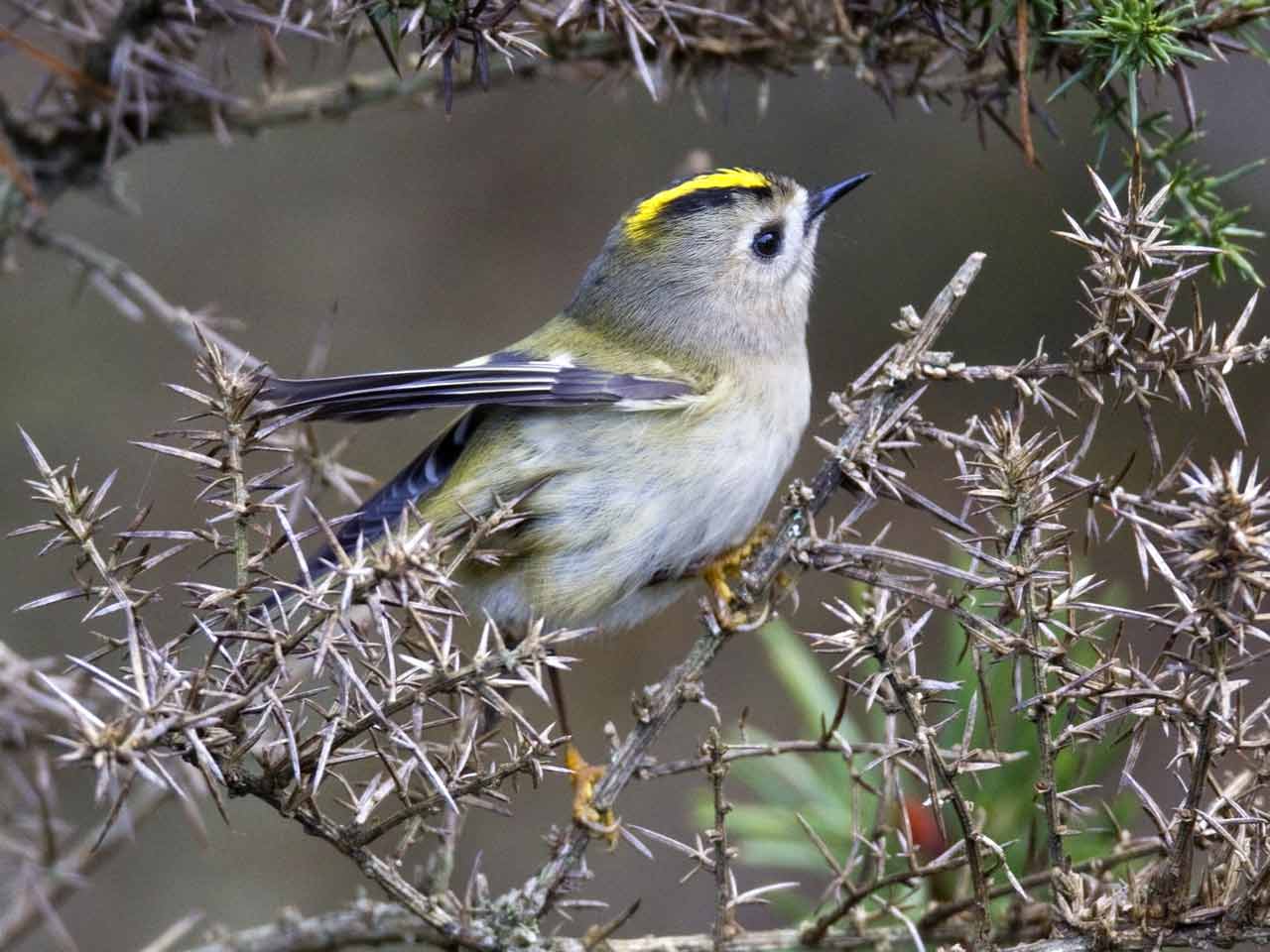 Goldcrest