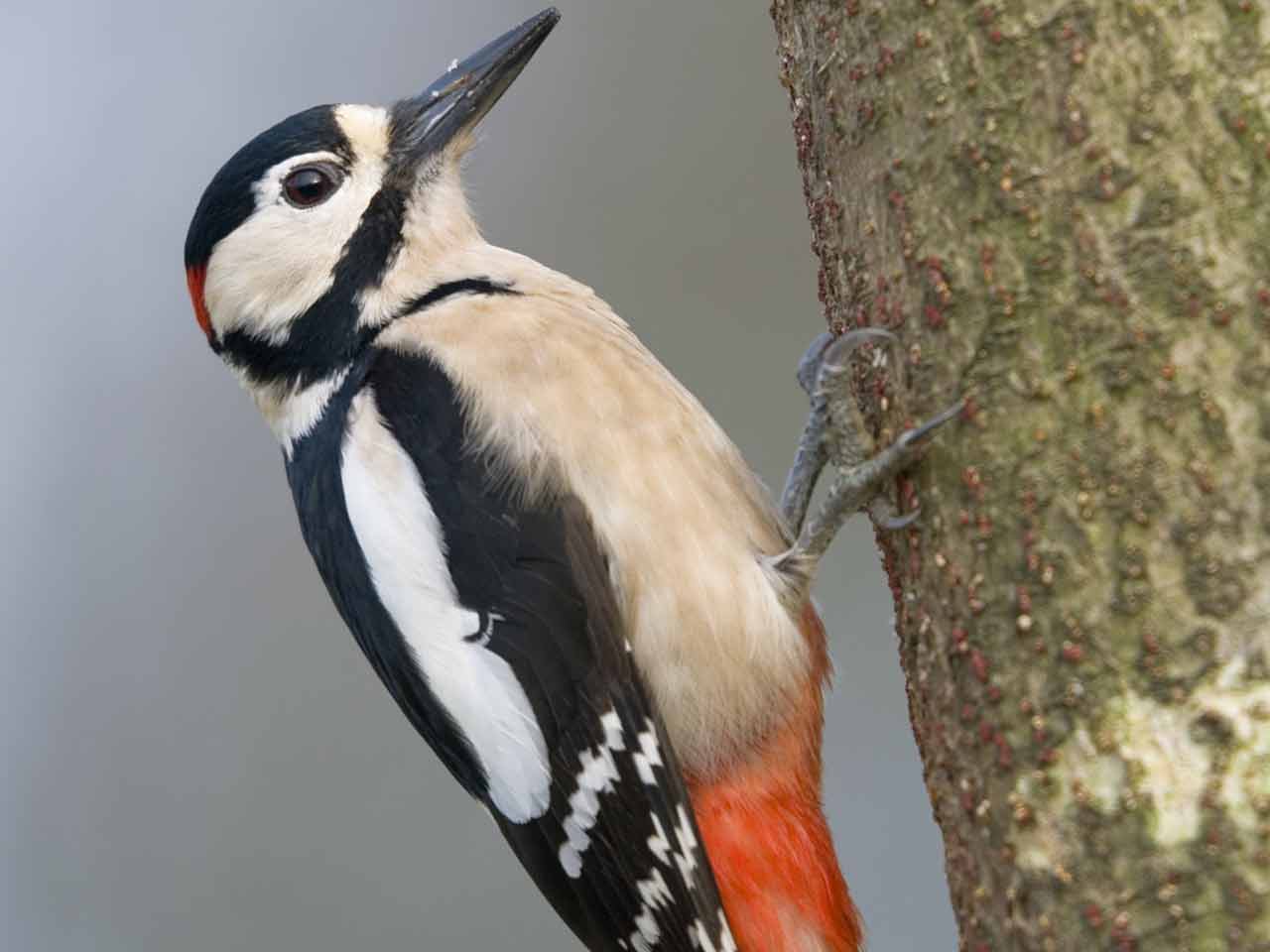 Great spotted woodpecker