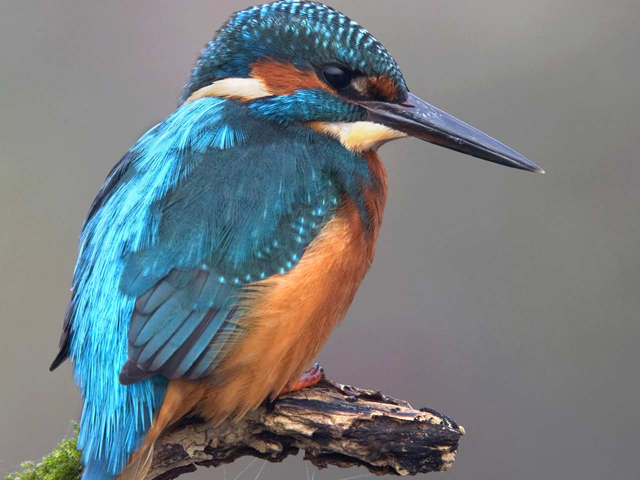 The kingfisher photographed by David Chapman