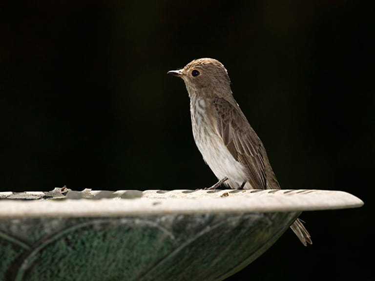 The spotted flycatcher © David Chapman
