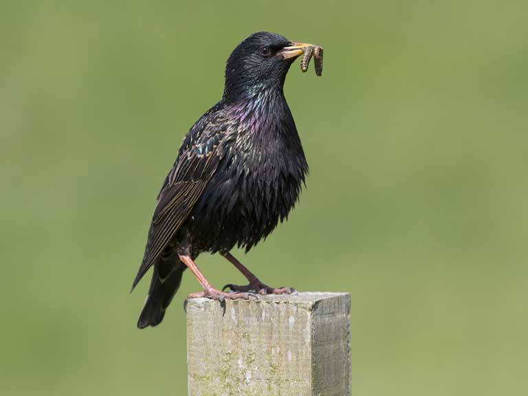 Starling in summer plumage
