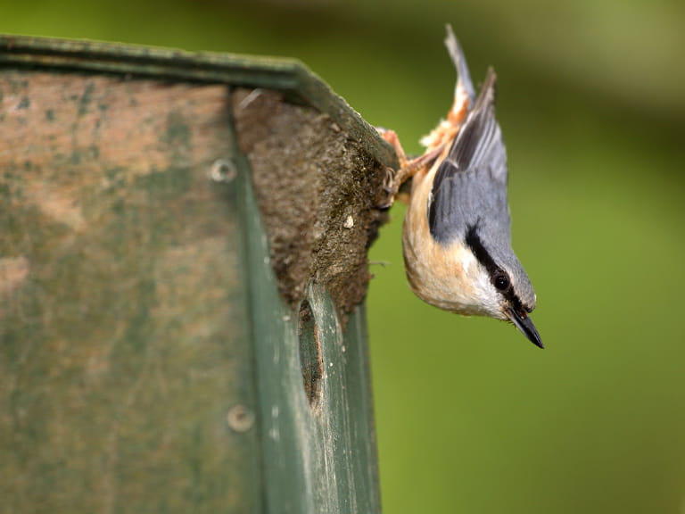 Nuthatch on a nest box