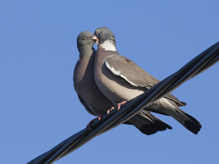 Male and female woodpigeons