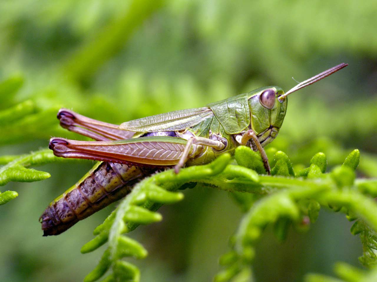 Meadow grasshopper