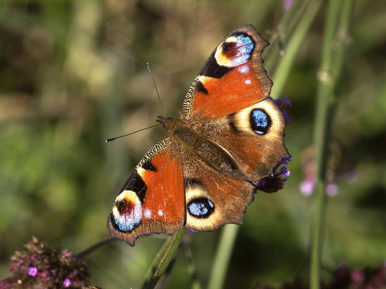 Peacock butterfly photographed by David Chapman