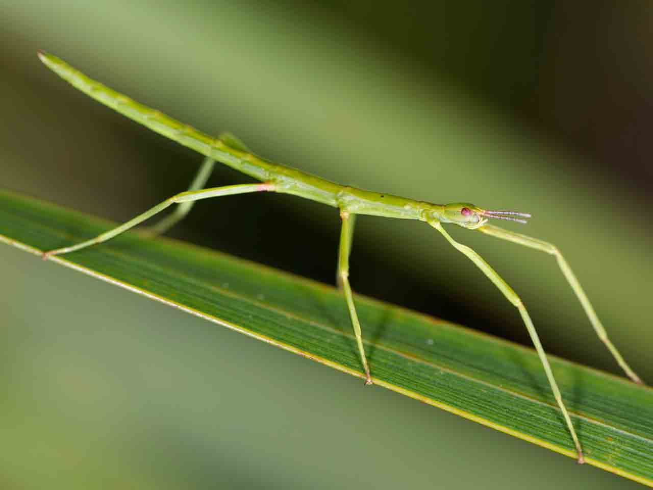 Unarmed stick insect