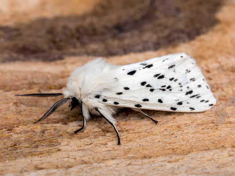 White ermine moth (male) 