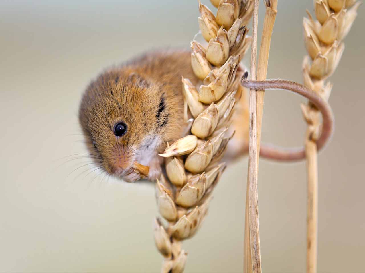 Harvest mouse photographed by David Chapman