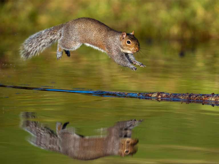 Squirrel jumping over pond