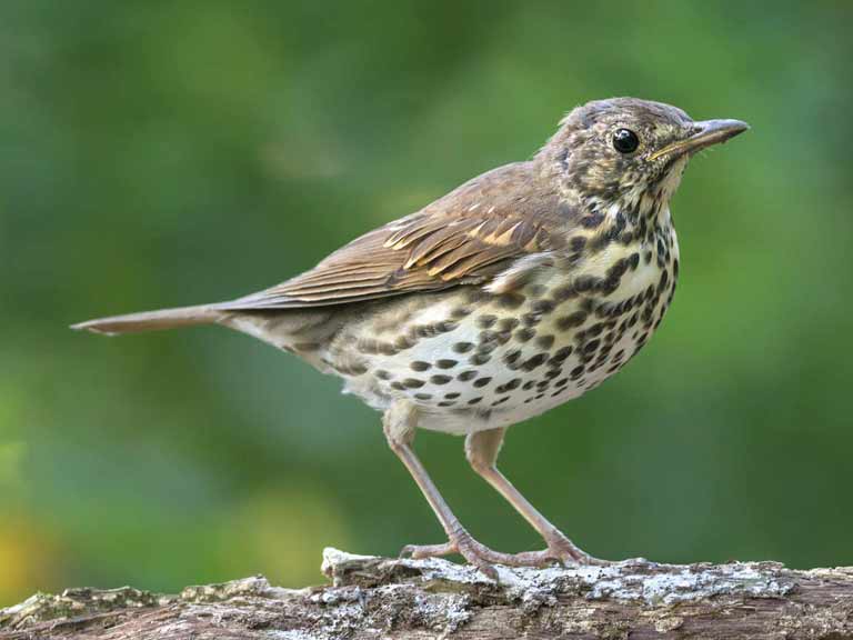 Song thrush