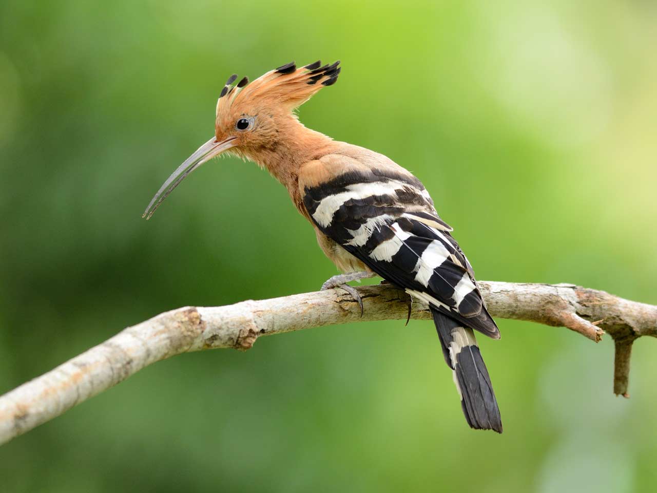 Hoopoe