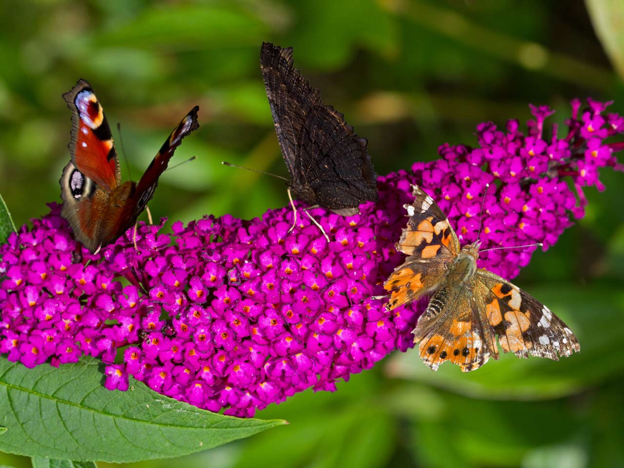 What are some good plants for attracting butterflies?