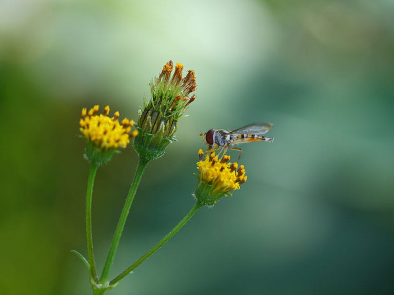 Hoverfly sitting on a flower