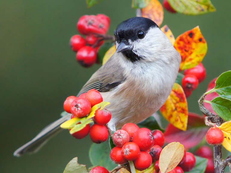 Cotoneaster bird sitting in a berry tree