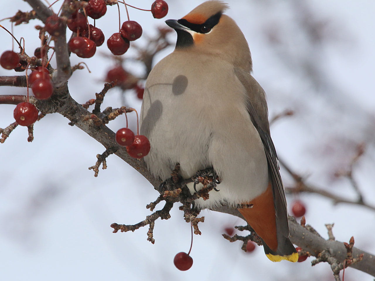 Waxwing bird sitting in tree in winter