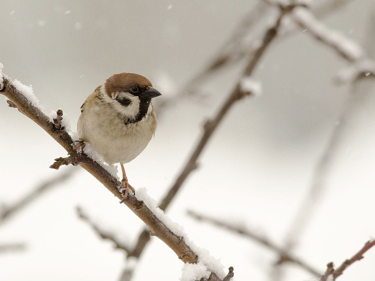 Sparrow sitting on a branc in winter snow