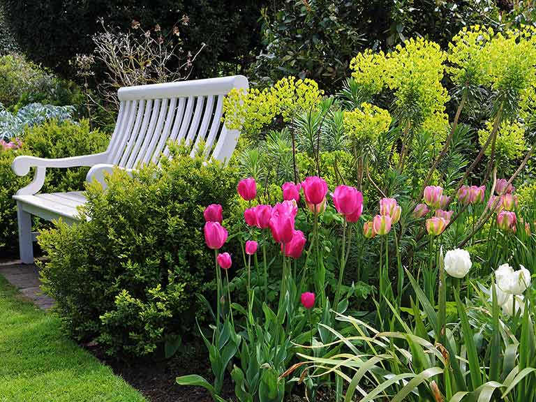 Tulips in english garden