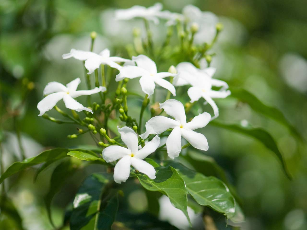 Common white jasmine