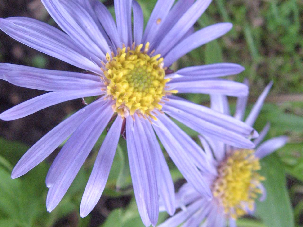 Aster x Frikatii 'Monch'