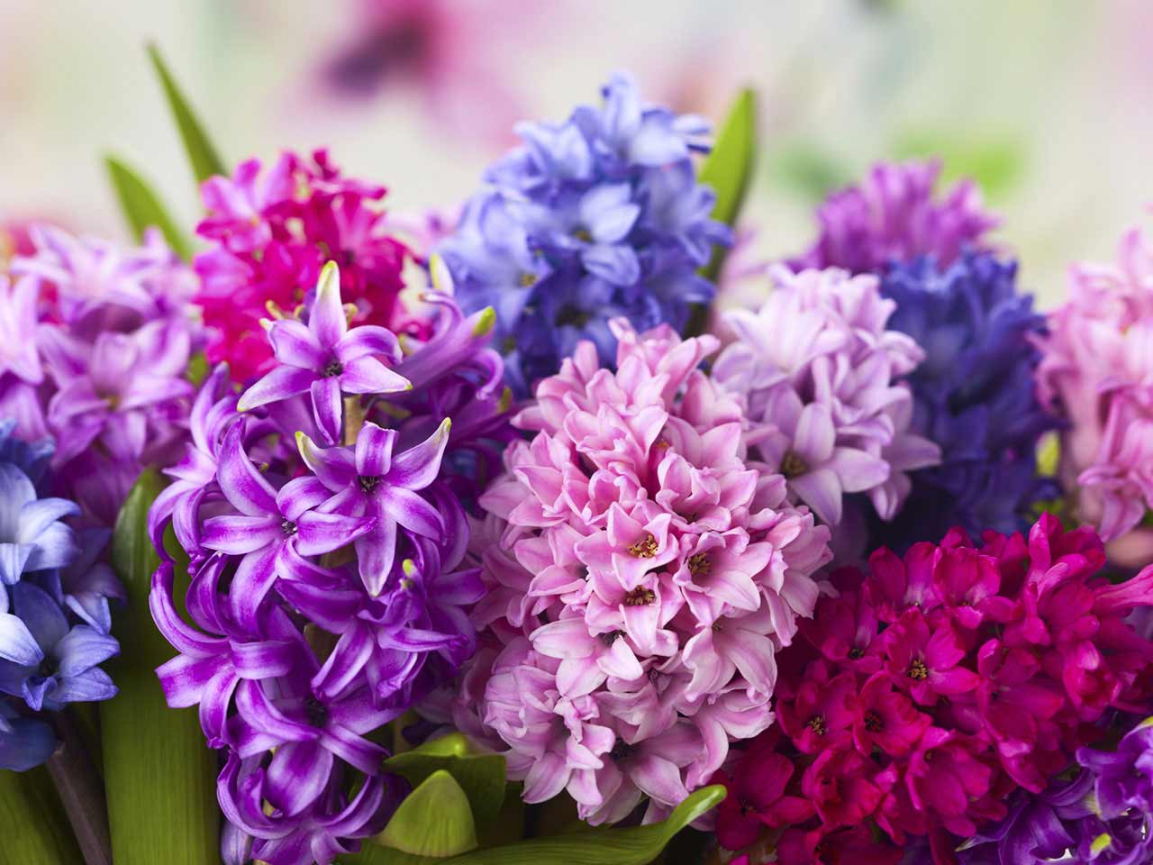 Mulit-coloured hyacinths growing in a container