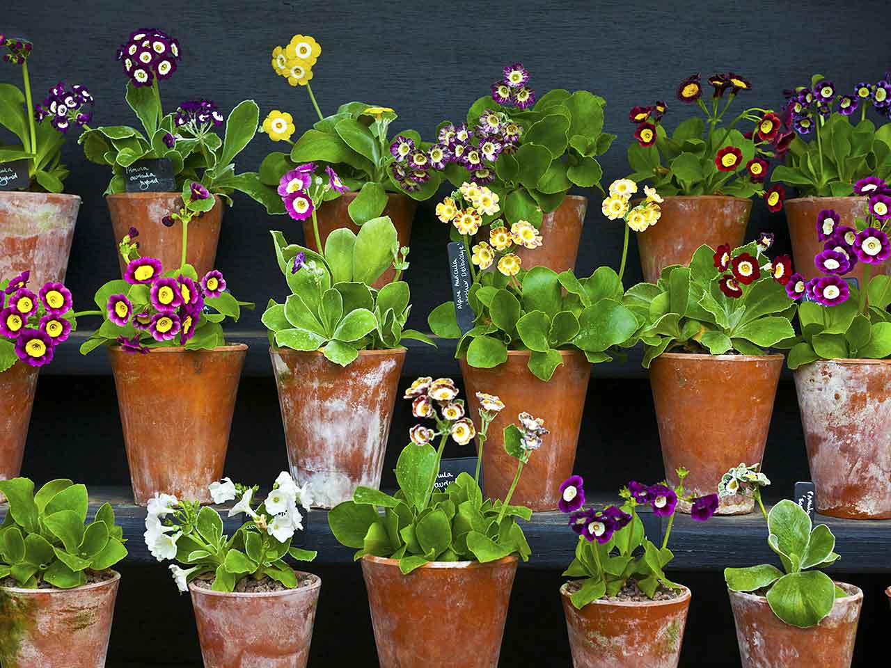 Auriculas in flower pots