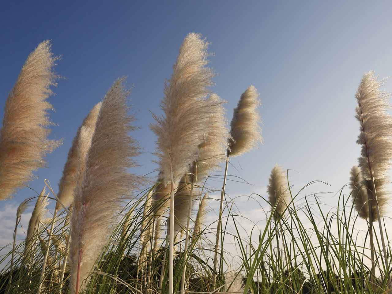 Pampas grass blowing in the breeze