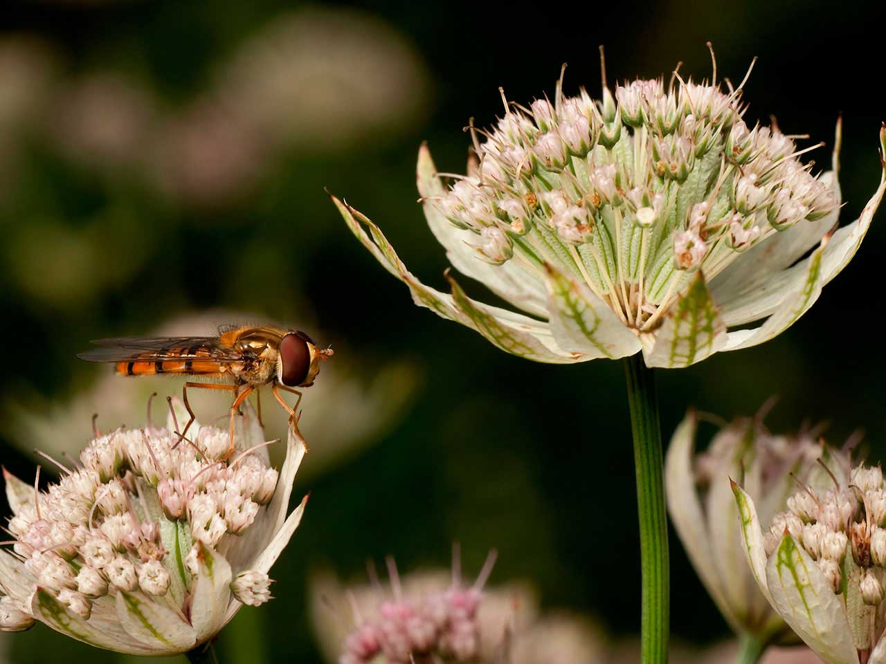 Hovverfly sitting on Astrantia flower