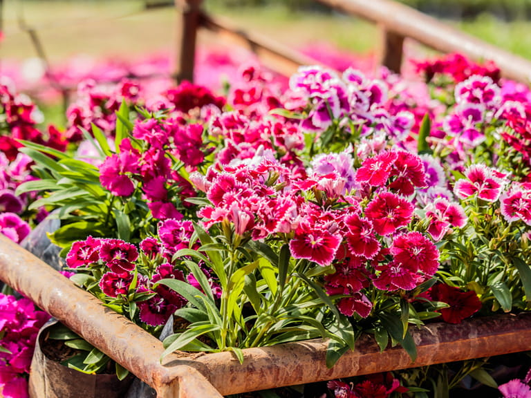 How do you grow Dianthus perennial flowers?