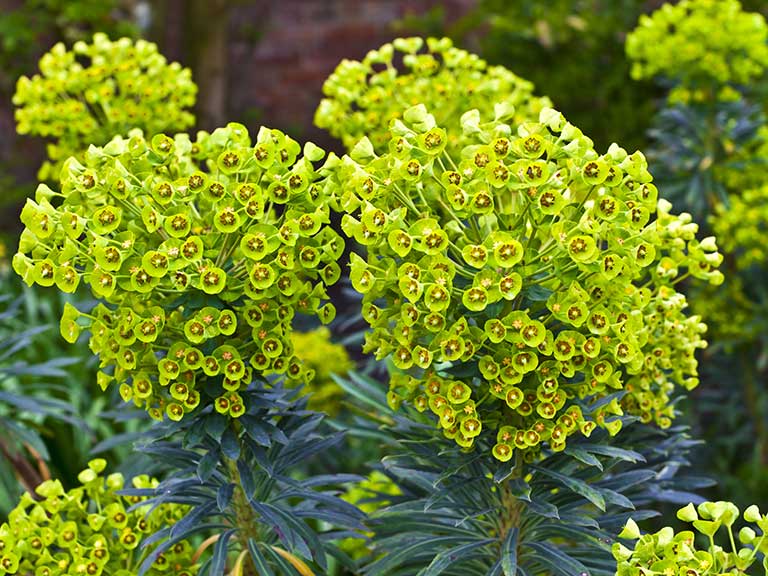 Green flowering euphorbia plant