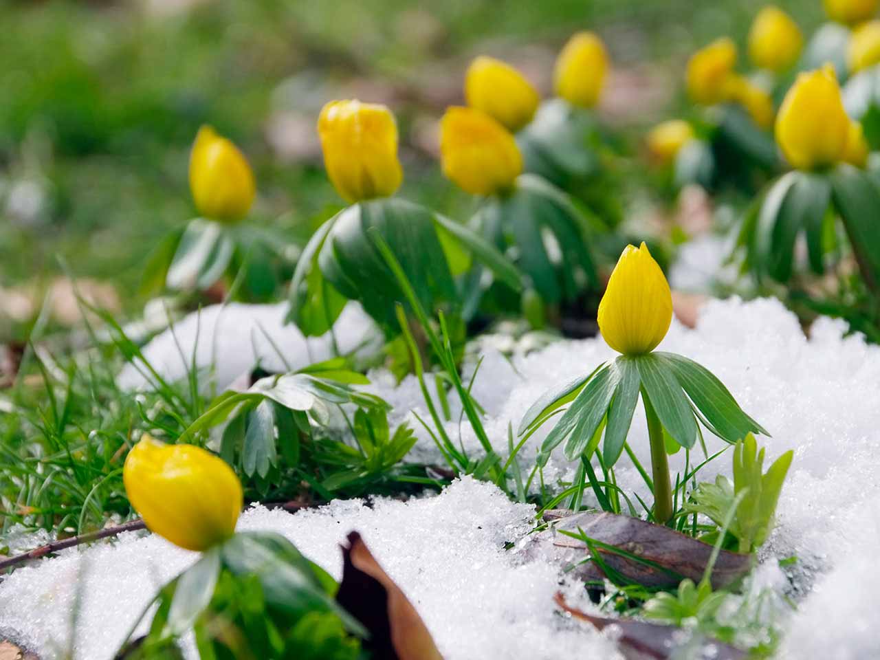 Yellow winter aconites pushing through the snow to flower