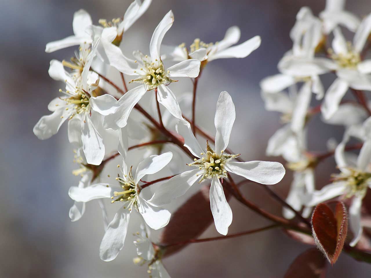 Amelanchier blossom