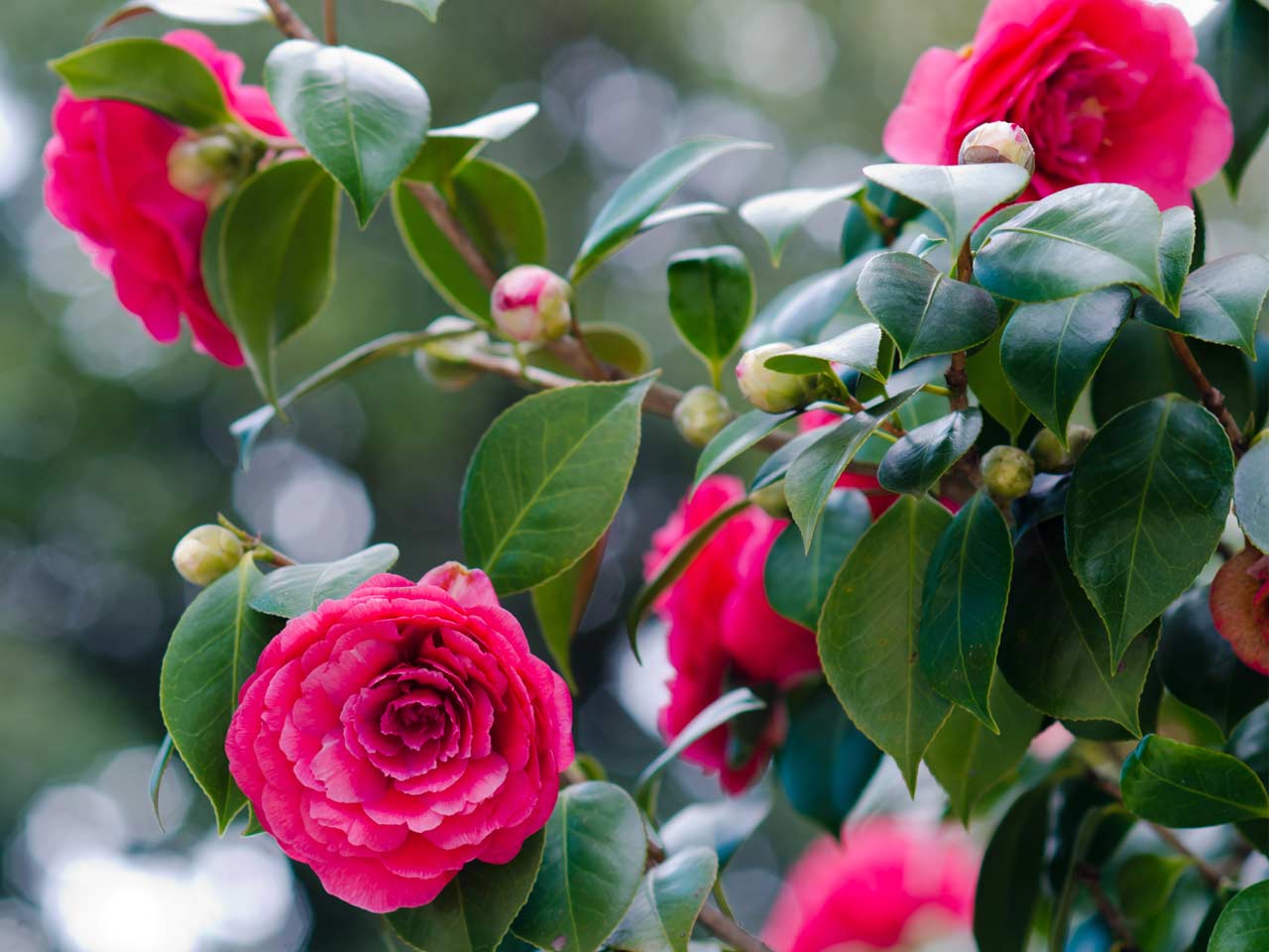 Camellias