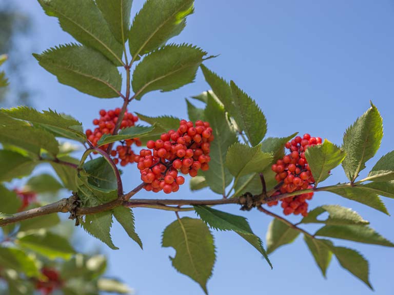 Berrying sorbus tree