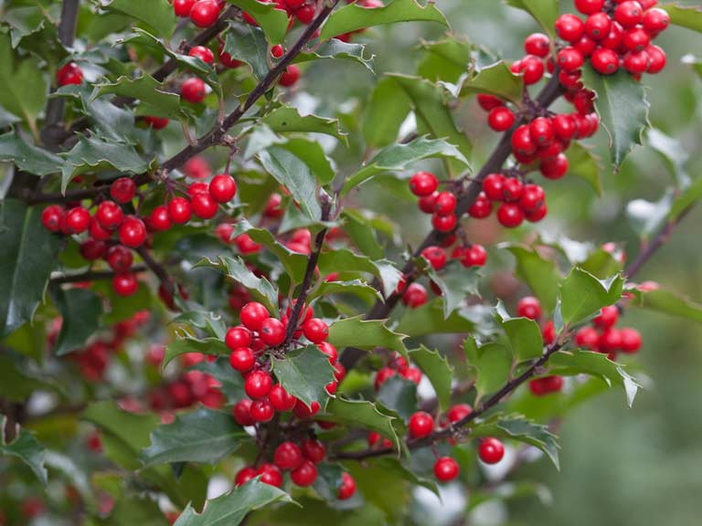 How To Grow Holly And Get Berries Saga