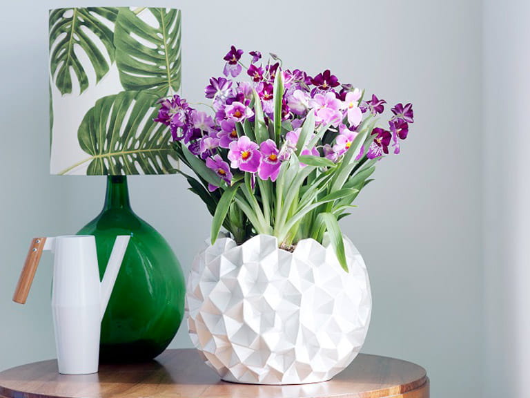 Orchids used in home decor