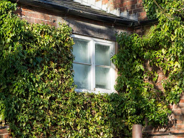 Ivy growing on brick house